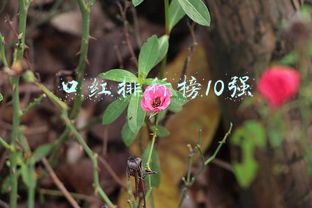 口红排行榜10强