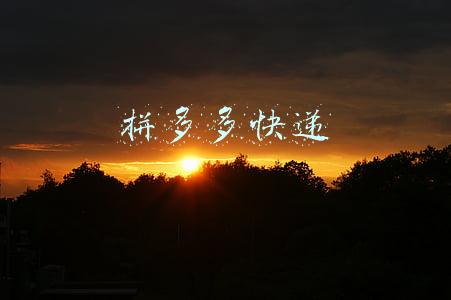 拼多多快递助手(快速批量查询中通 申通 韵达京东 极兔 百世快递延误 异常 滞留跟单软件)