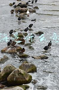 蓝海词是什么意思(蓝海、红海词普及)