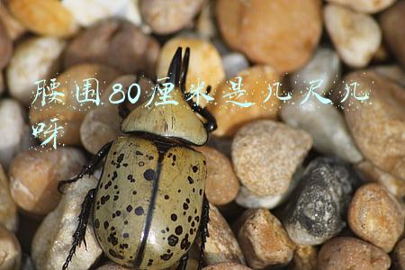 女生腰围80厘米是几尺几呀(脖子粗易得糖尿病)