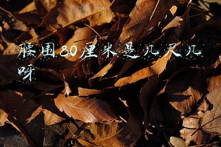 腰围80厘米是几尺几呀