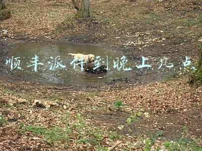 顺丰派件到晚上几点广州(广州寄收快件暂不受影响)
