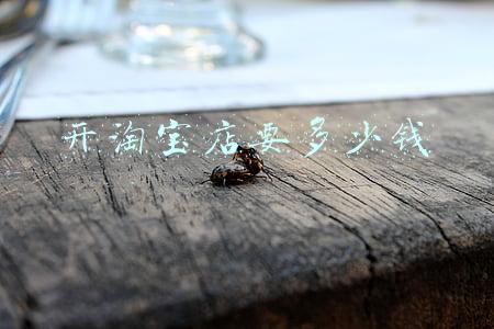 开淘宝店要多少钱