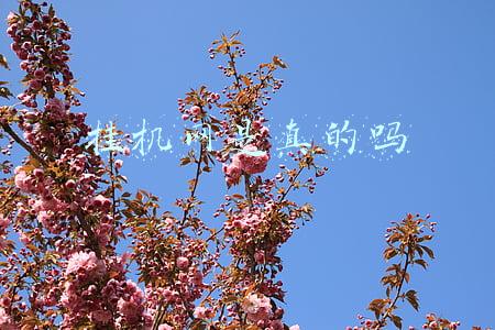 挂机网是真的吗