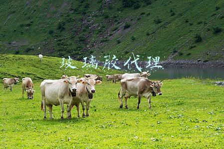 玻璃胶代理