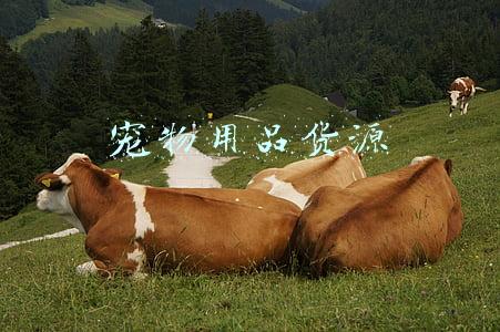 宠物用品货源