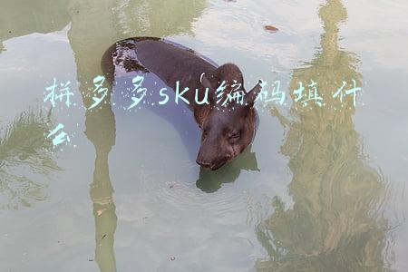 拼多多sku编码填什么