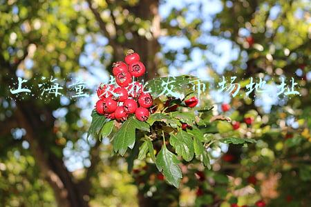 上海童装批发市场地址