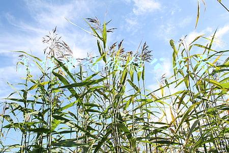 怎样申请微信公众号