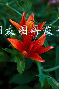 微信朋友圈屏蔽了显示什么