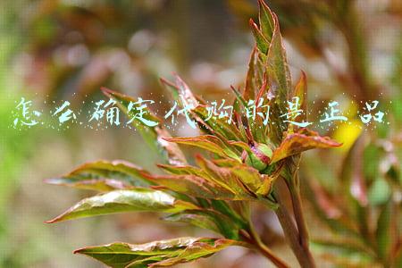 怎么确定代购的是正品