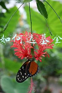 如何选基金