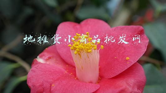 摆地摊小商品批发网(地摊进货的几个网站)