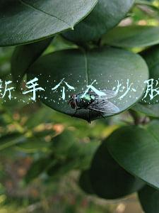 新手个人炒股