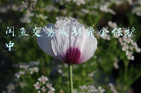 闲鱼交易成功资金保护中