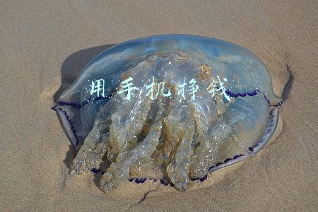 用手机挣钱