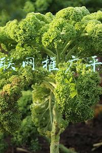 互联网推广平台