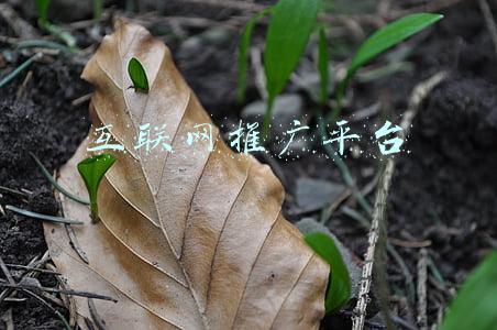 互联网推广平台