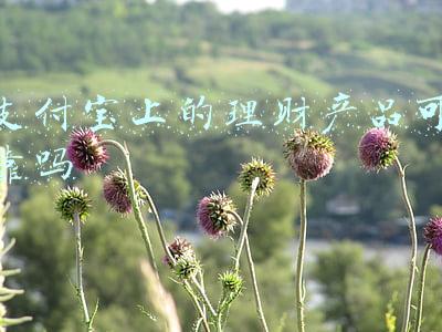 支付宝上的理财产品可靠吗