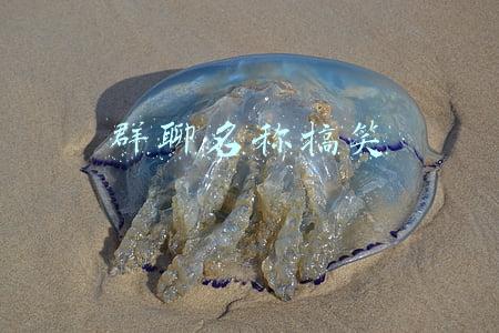 群聊名称搞笑
