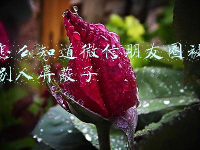 怎么知道微信朋友圈被别人屏蔽了