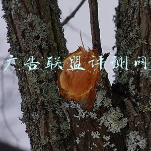 广告联盟评测网