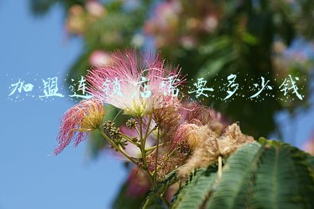 巴比馒头加盟连锁店需要多少钱，巴比馒头加盟费多少