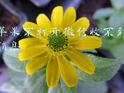 苹果不打开微信收不到消息