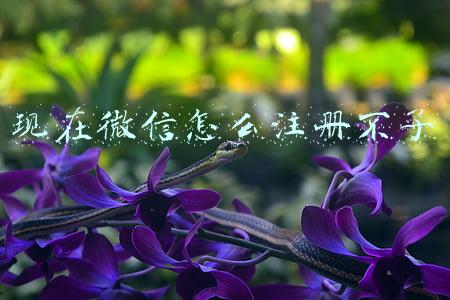 现在微信怎么注册不了