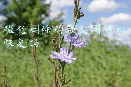 微信删除的朋友圈可以恢复吗