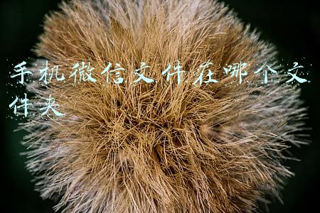 手机微信文件在哪个文件夹