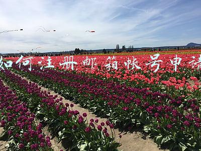 如何注册邮箱帐号申请