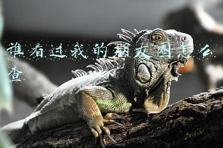 谁看过我的朋友圈怎么查