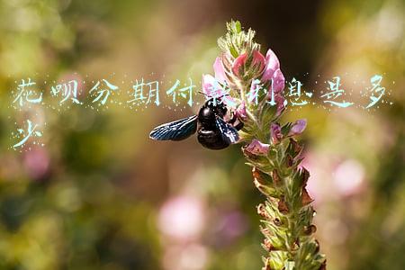 花呗分期付款利息是多少