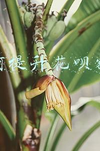 如何提升花呗额度