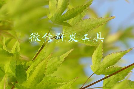 微信群发工具苹果版(iPhone11手机如何进行微信群发消息？)