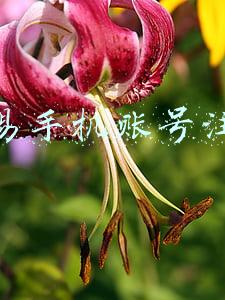 网易手机账号注销