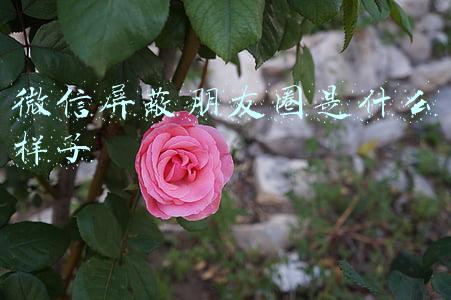 微信屏蔽朋友圈是什么样子
