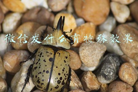微信发什么有特殊效果