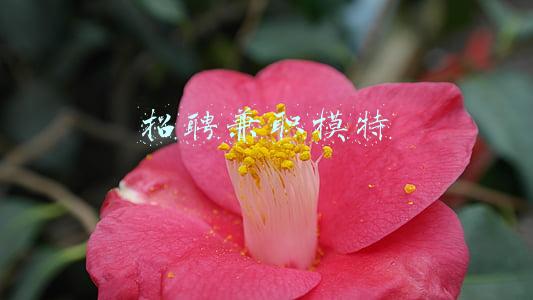 招聘兼职模特