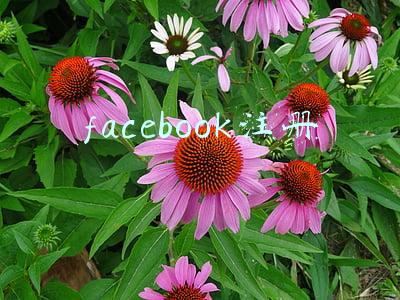 facebook注册