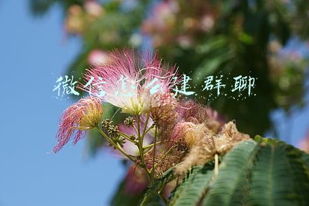 微信怎么建群聊
