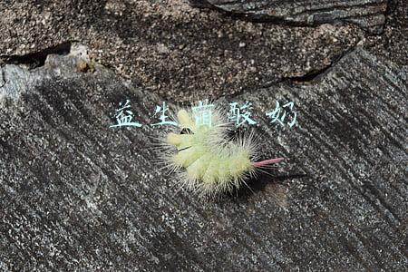 益生菌酸奶的功效与作用(早晚餐后一瓶身体知道LGG益生菌酸奶，改善肠道健康)