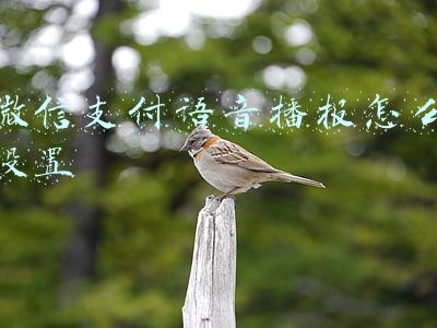 微信支付语音播报怎么设置方法(微信支付上线防骗客服提醒功能，风险交易时弹出“接听提醒”按钮)