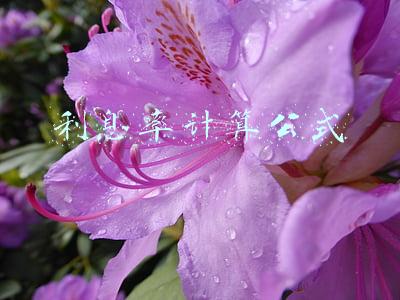 利息率计算公式