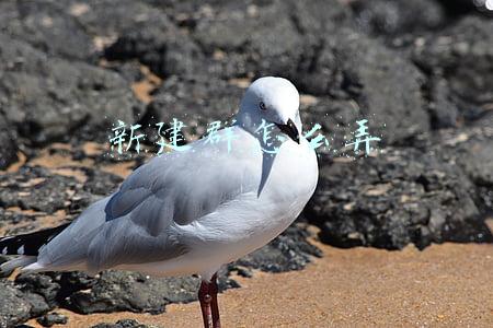 新建群怎么弄二维码(如何创建群聊天话题)