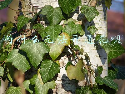 满十八岁为什么无法开通花呗(满18，有经济能力，为什么支付宝花呗借呗都用不了？)