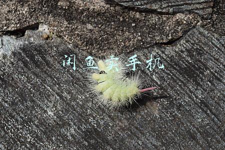 闲鱼卖手机