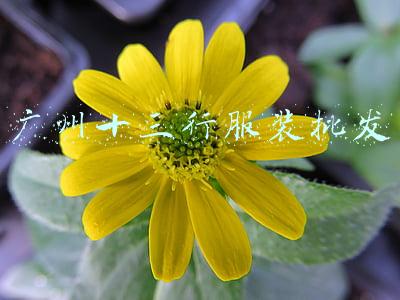 广州十三行服装批发