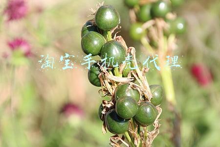 淘宝手机壳代理